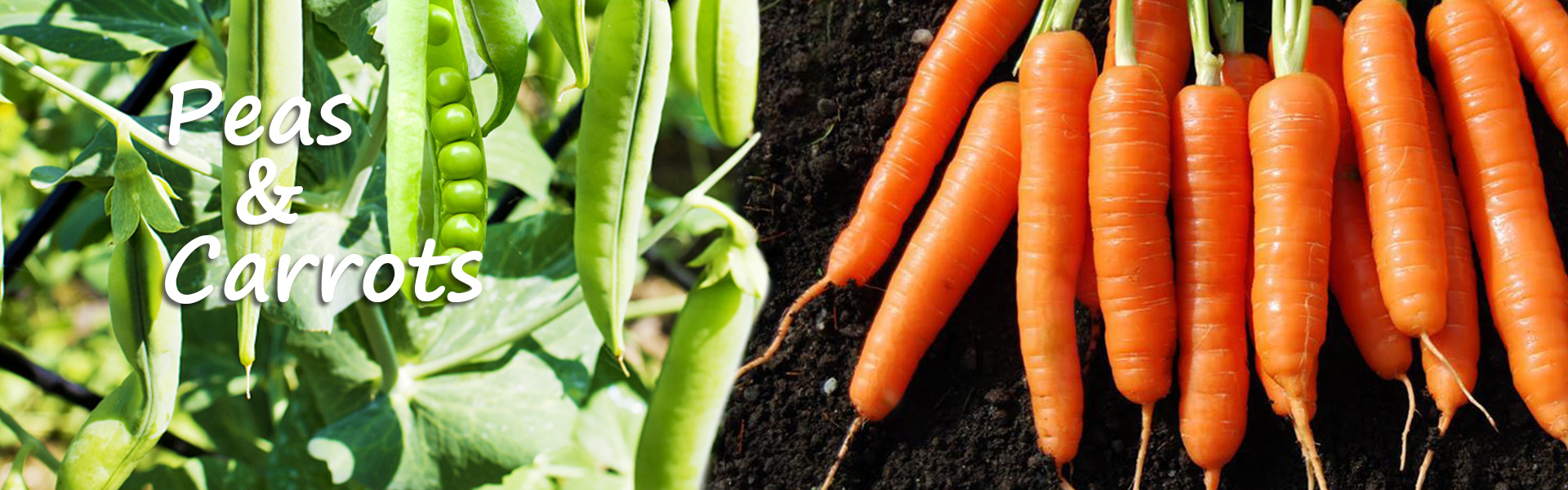Canned Peas and Carrots