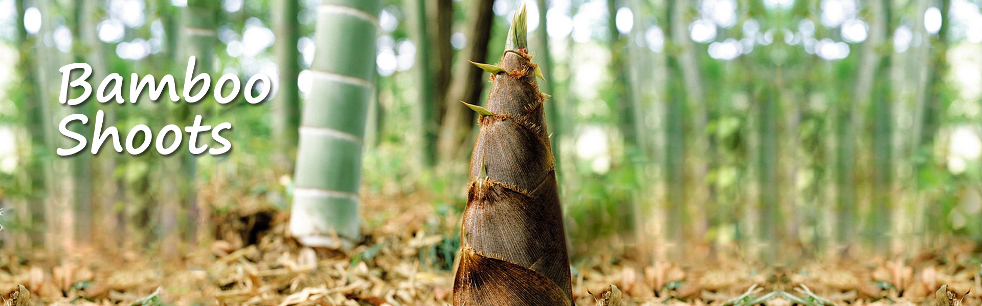 Canned Bamboo Shoots