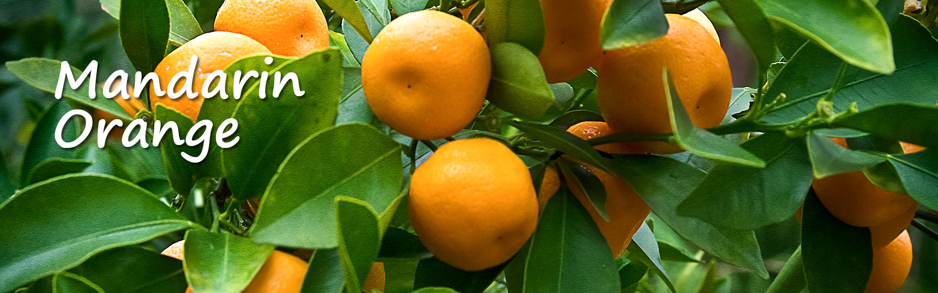 Canned Mandarin Orange
