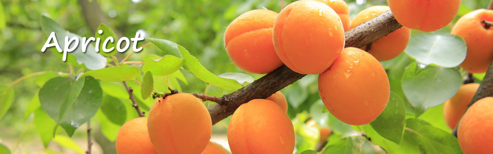 Canned Apricot