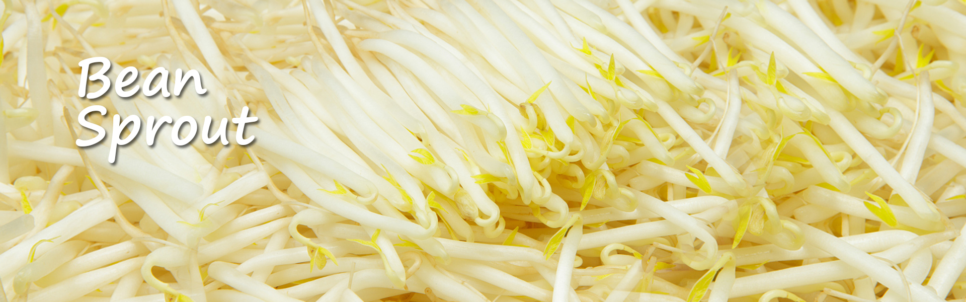 Canned Bean Sprout